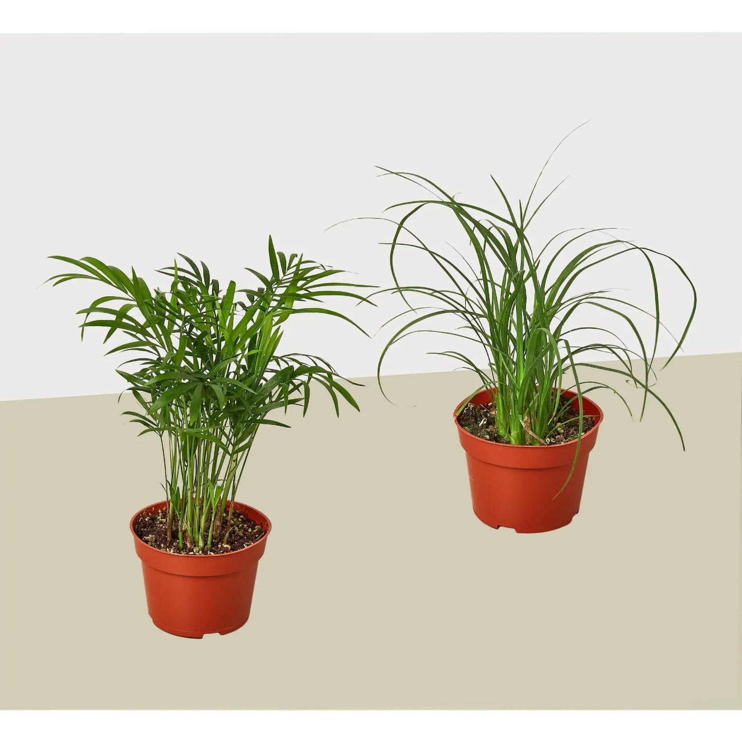 Paquete variado de 2 palmas / Macetas de 4" / Planta viva / Planta de interior