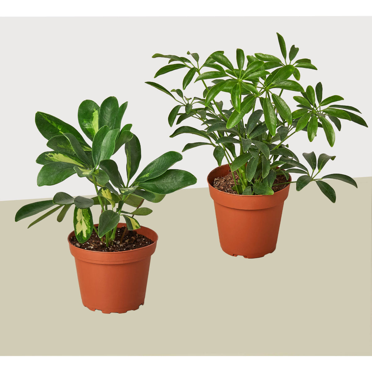 Schefflera 2-pack in terracotta pots with glossy green leaves live house plants on Tampa Home & Garden Store