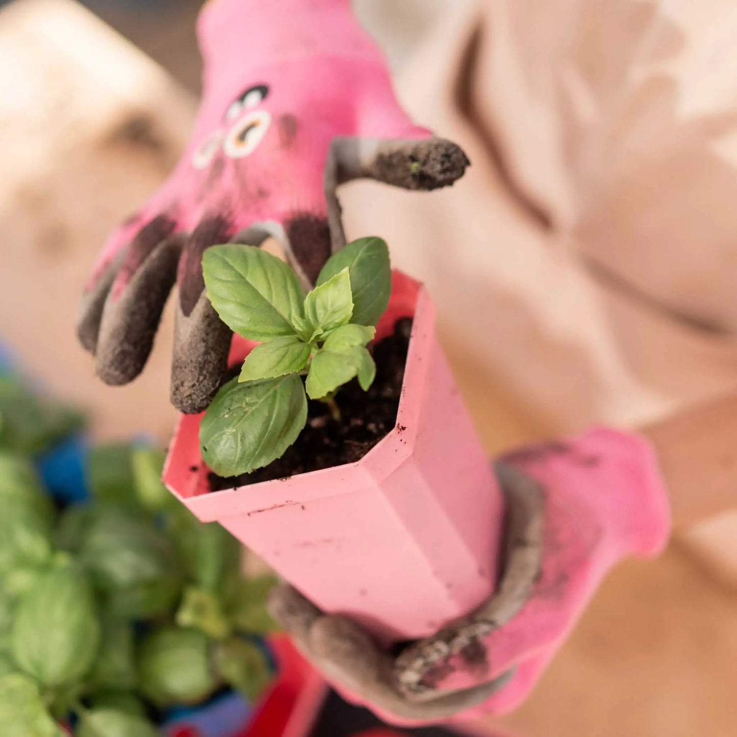 Bootstrap Farmer 3.3-Inch Seed Starting Pots heavy duty pink pot with soil and green seedlings on Tampa Home & Garden Store