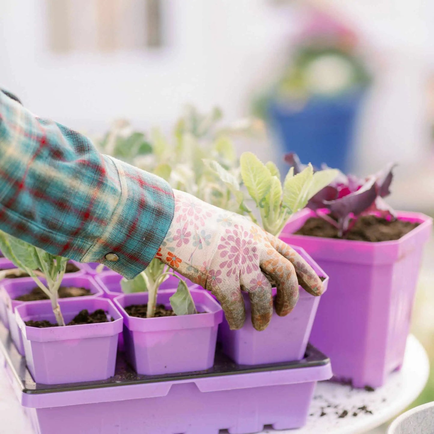 3.3 inch seed starting pots with inserts in purple Bootstrap Farmer cell tray, multiple pots on Tampa Home & Garden Store