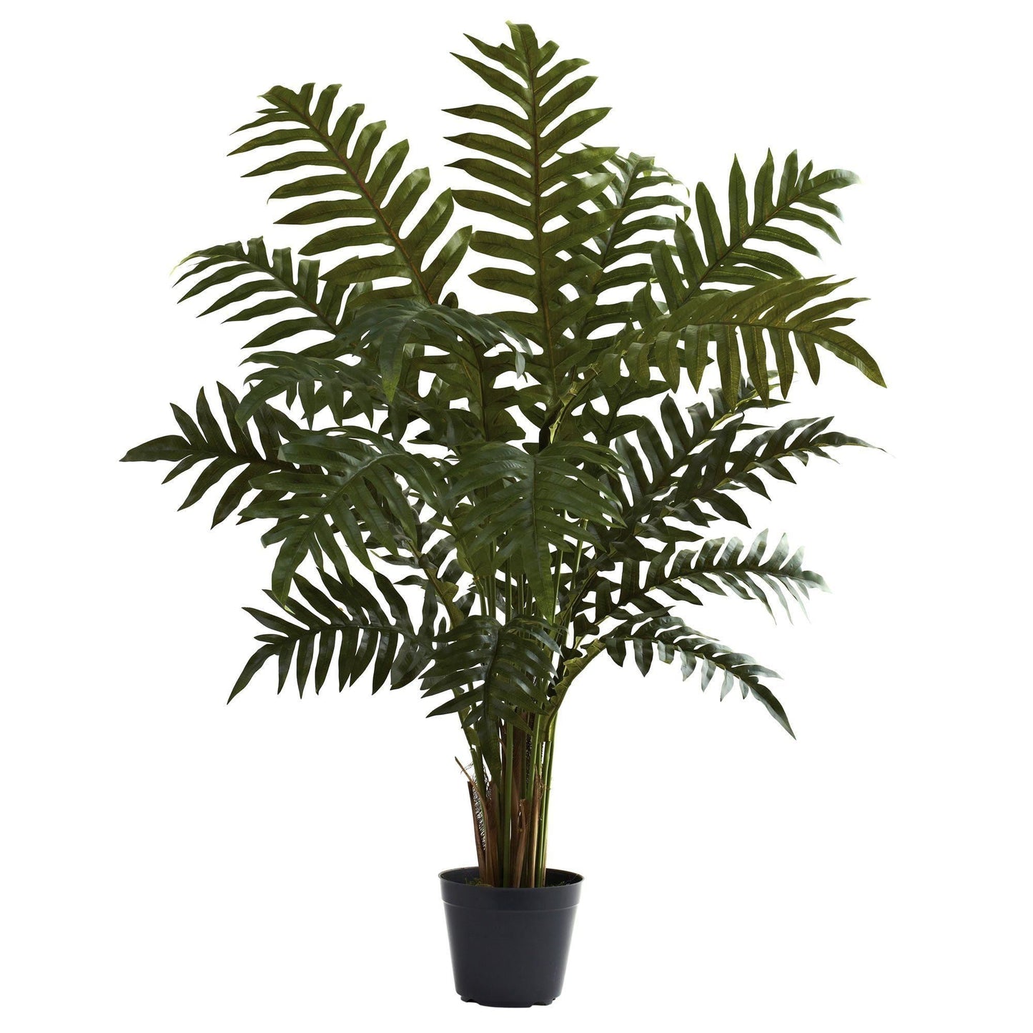 3.5’ Evergreen Plant - Tampa Home & Garden Store