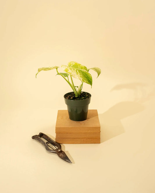 3.5" Monstera 'Mint' - Tampa Home & Garden Store