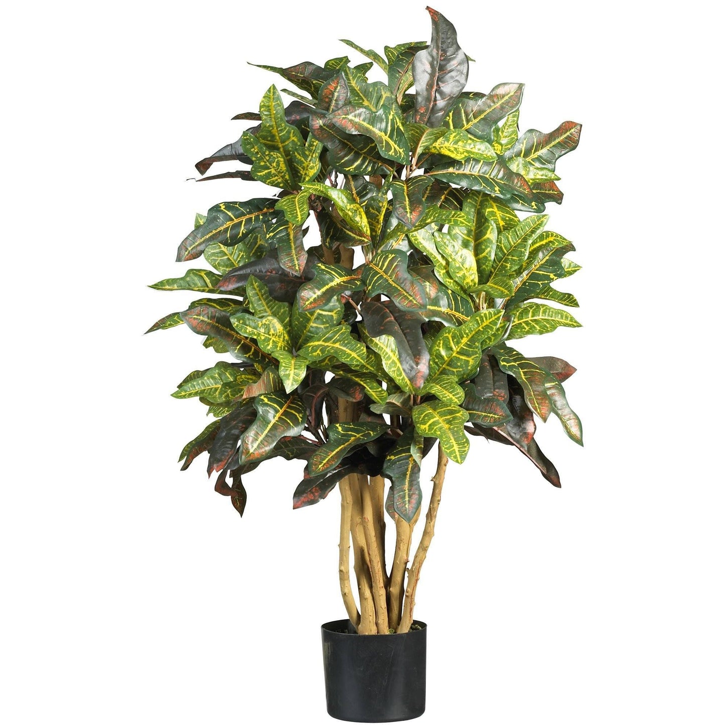 3' Croton Silk Tree - Tampa Home & Garden Store