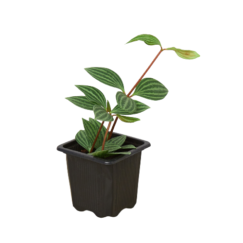 Peperomia 'Parallel' - Tampa Home & Garden Store