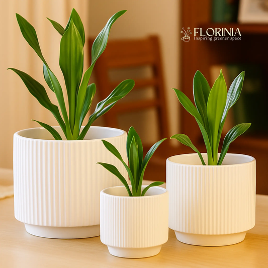 Three-piece white stoneware planter set with ribbed texture by Florinia Pots on Tampa Home & Garden Store