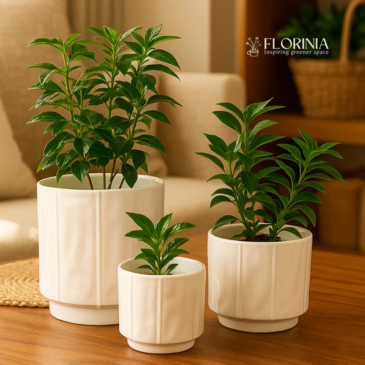 Three-piece white stoneware planter pot set by Florinia with ribbed texture and leafy plants on Tampa Home & Garden Store