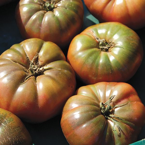 Cherokee Purple Tomato ripe heirloom tomatoes with green-purple skin; five shown on image on Tampa Home & Garden Store