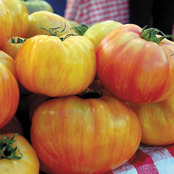 Copia Tomato seeds yellow-orange tomatoes on display from Seedtime Store on Tampa Home & Garden Store