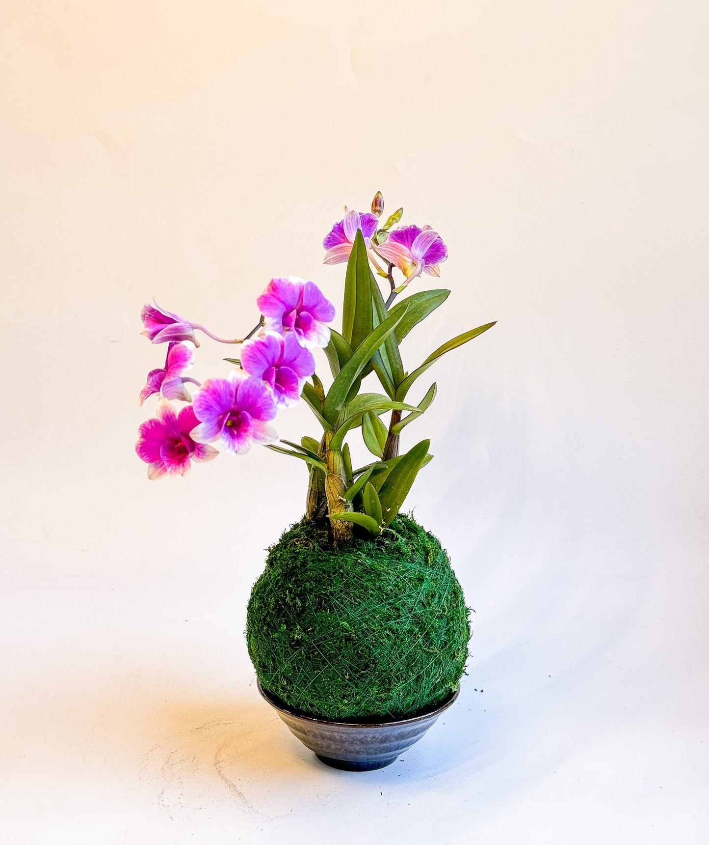 Kokedama Mini Orchid