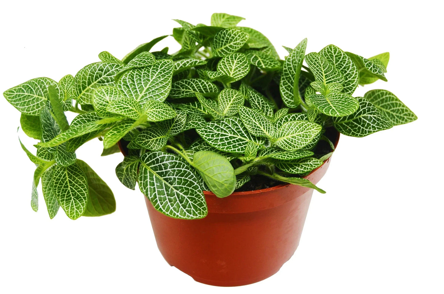 Fittonia White Nerve Plant 4in pot with white-veined green leaves Rooted Treasures Farms on Tampa Home & Garden Store