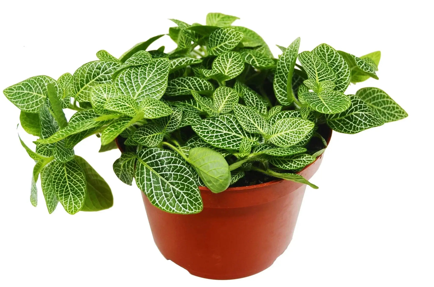 Fittonia 'White Nerve Plant' - Tampa Home & Garden Store