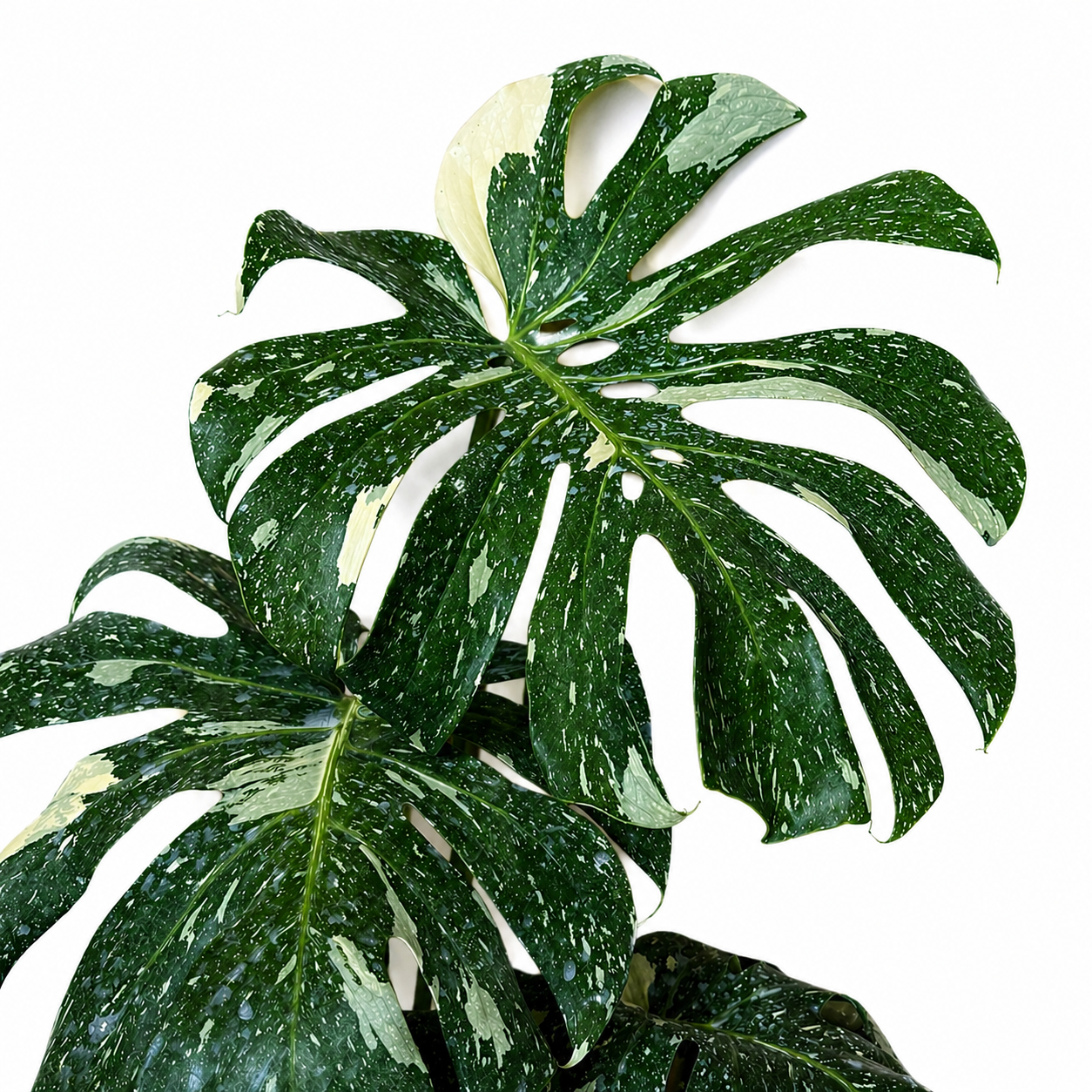 Monstera Plant 'Thai Constellation'