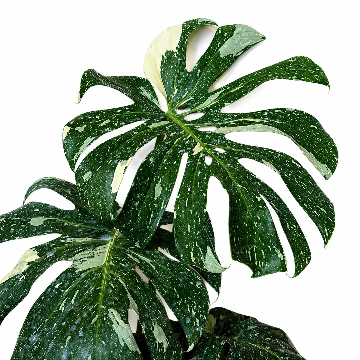Planta Monstera 'Thai Constellation'