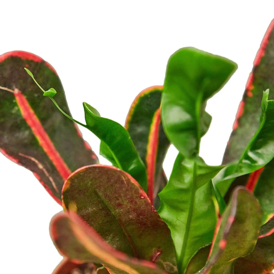 Croton Mammy indoor plant with colorful red-edged green leaves on Tampa Home & Garden Store