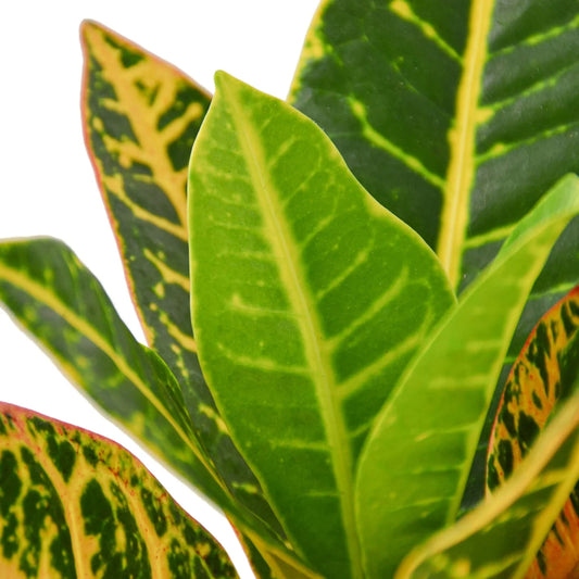 Croton Petra Josephs Coat indoor plant with green leaves, yellow variegation, red margins on Tampa Home & Garden Store