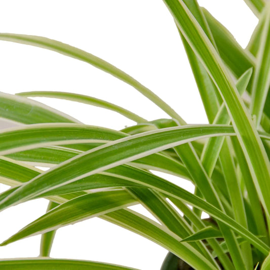 Reverse Spider Plant variegated green leaves with white margins in a pot on Tampa Home & Garden Store