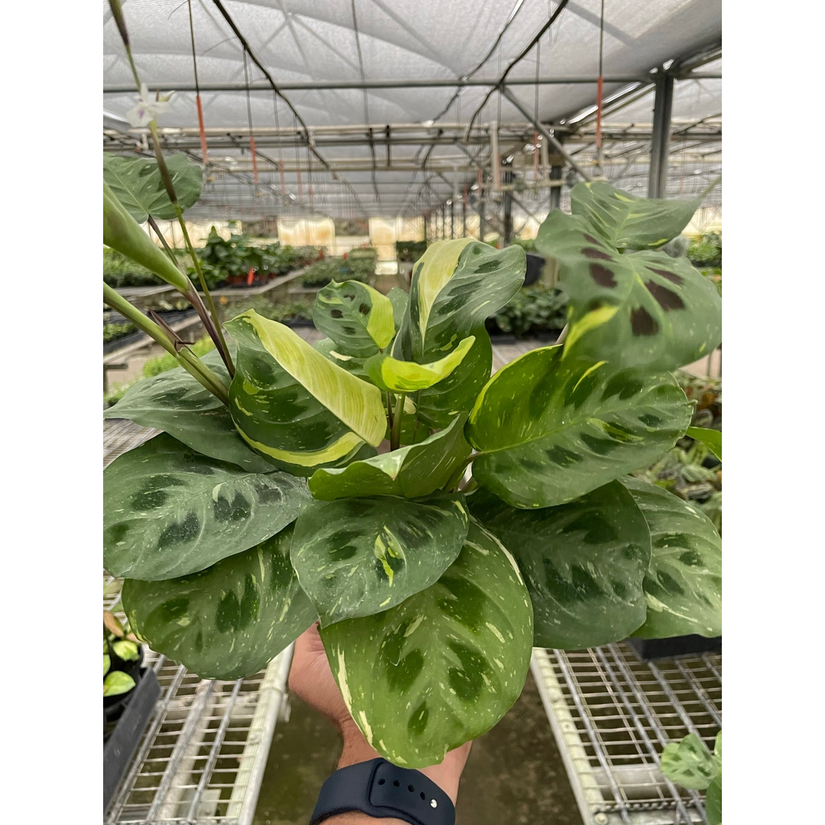 Maranta Variegated Beauty Kim indoor plant with green leaves and cream-yellow variegation on Tampa Home & Garden Store