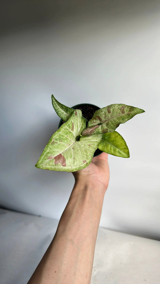 Syngonium Confetti Arrowhead Plant in a pot with green-pink variegated leaves RUNOPLANTS on Tampa Home & Garden Store