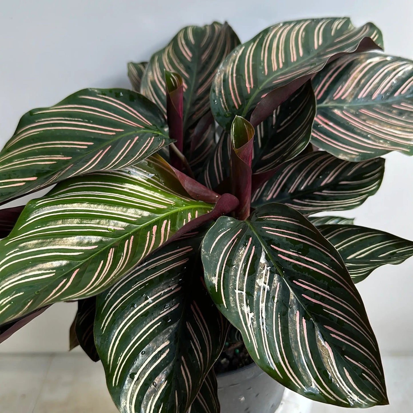 Calathea Ornata - Tampa Home & Garden Store