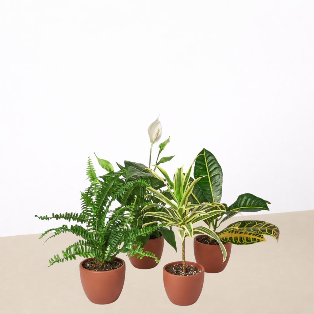 Air Purifying Variety Bundle four 4in plants: fern, peace lily, dracaena, croton House Plant Shop on Tampa Home & Garden Store