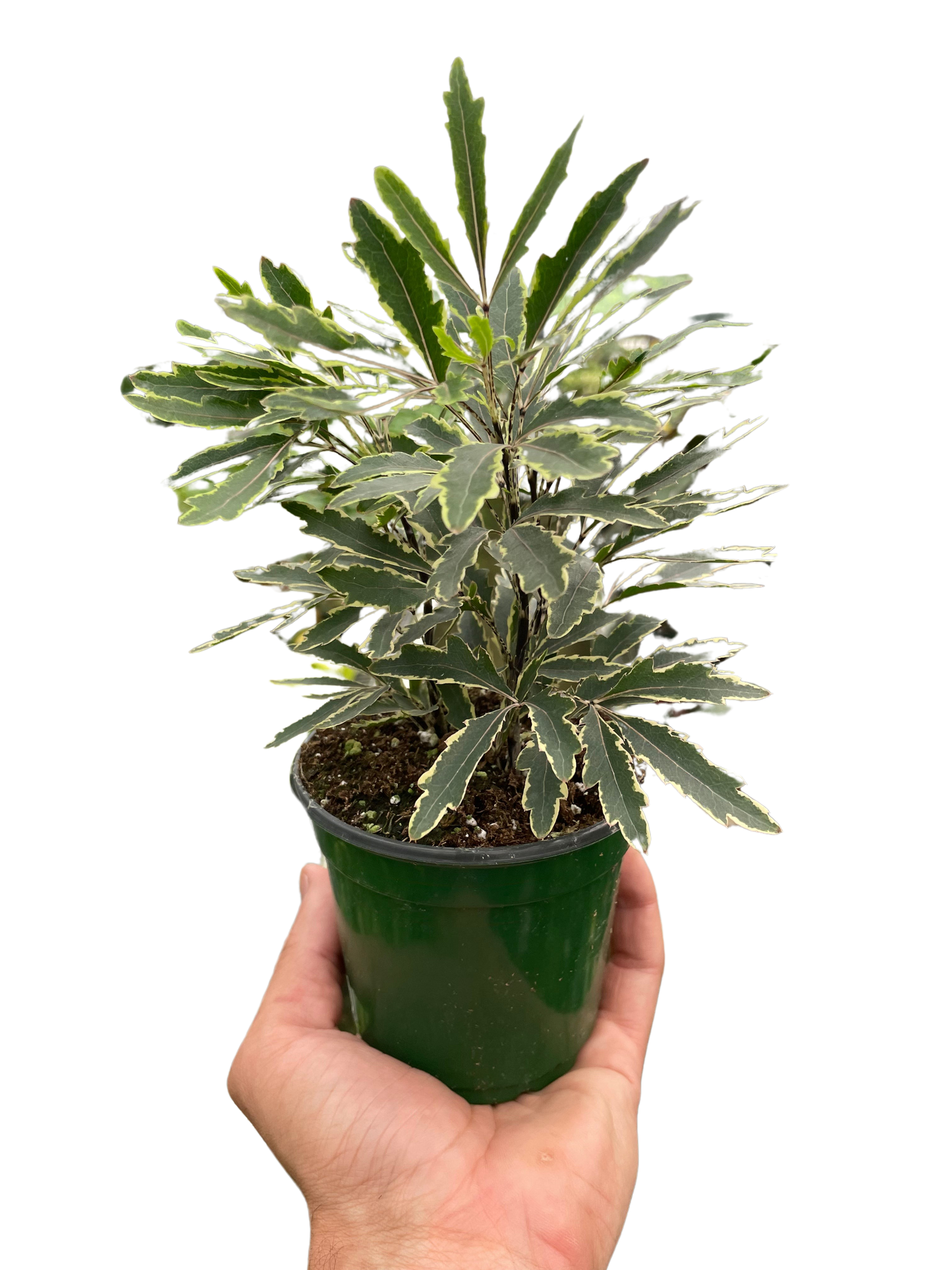 Aralia Bianca Indoor Plant with Elegant Foliage