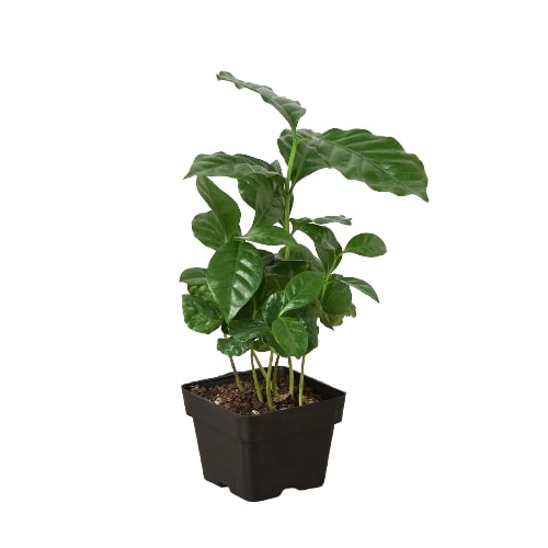 Arabica Coffee plant in a black plastic pot with lush green leaves, Rooted Treasures Farms on Tampa Home & Garden Store