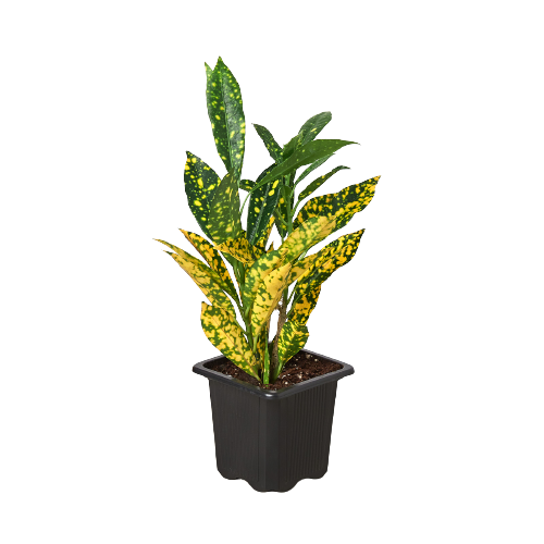 Croton 'Gold Dust' - Tampa Home & Garden Store