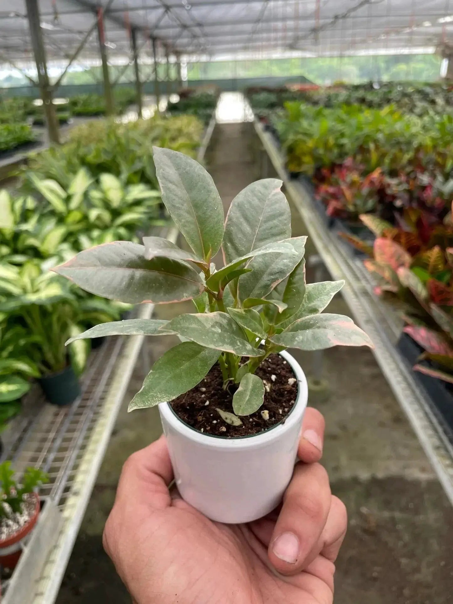Ficus Elastica 'Tineke' - Tampa Home & Garden Store