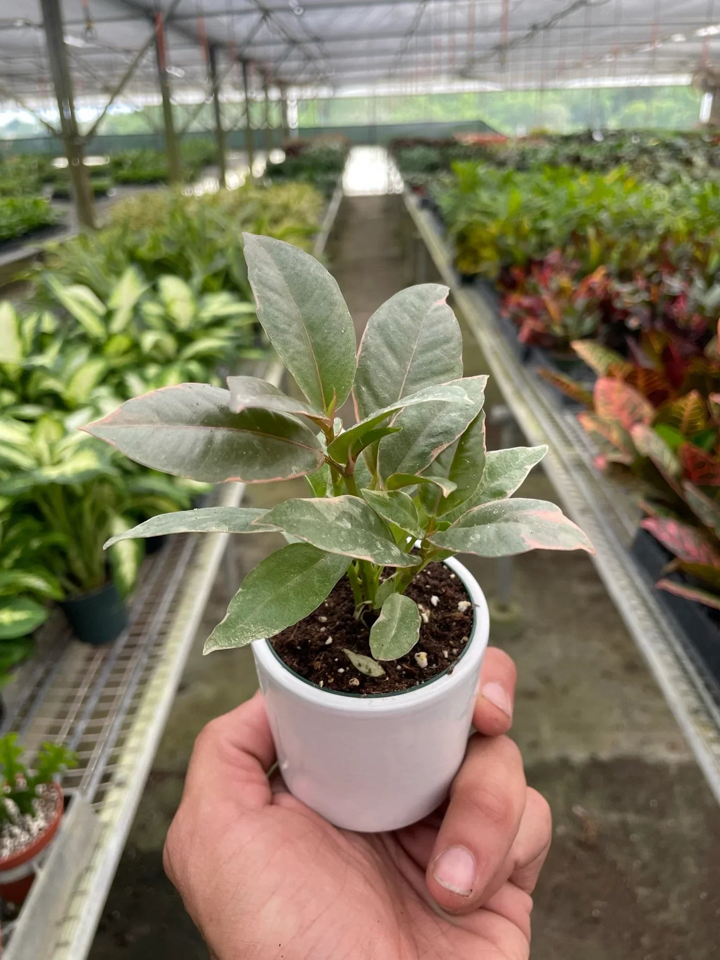 Ficus Elastica Tineke indoor plant with variegated green leaves edged pink in white nursery pot on Tampa Home & Garden Store