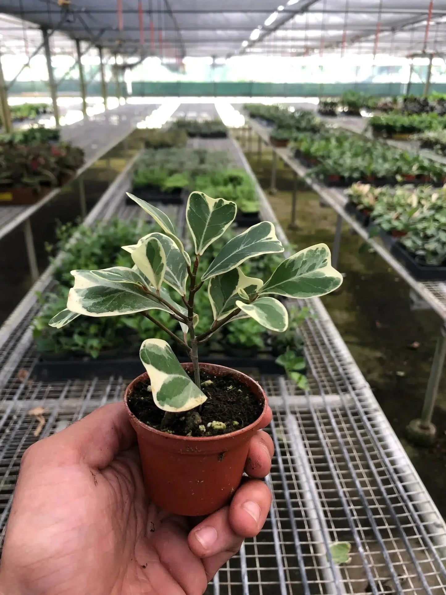 Ficus Elastica Triangularis Variegated rubber plant in small pot with cream margins held in hand on Tampa Home & Garden Store
