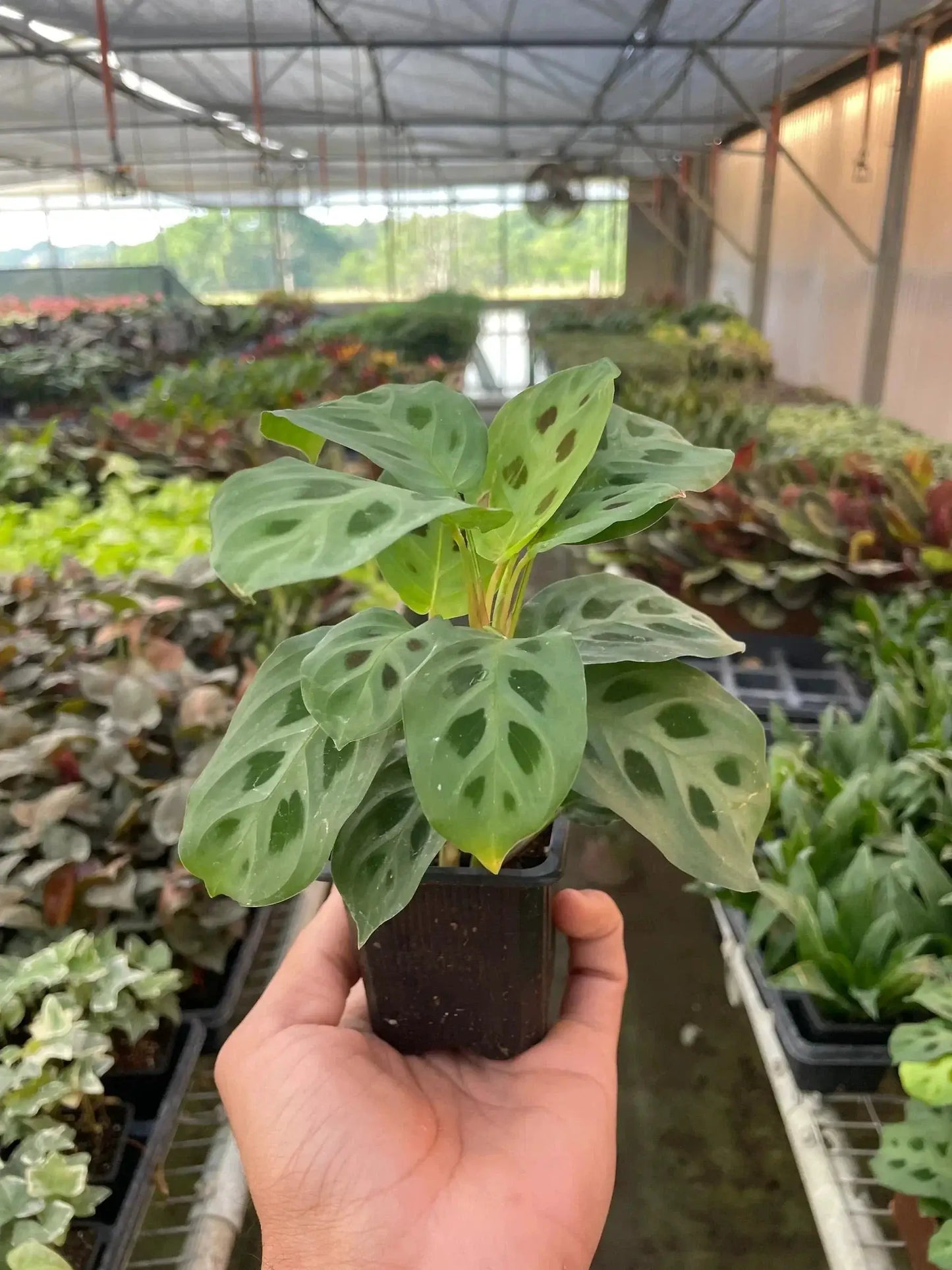 Maranta 'Leuconeura' - Tampa Home & Garden Store