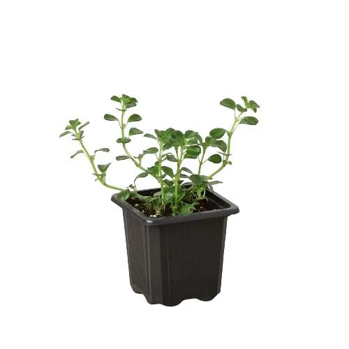 Nettle 'Baby's Tear' - Tampa Home & Garden Store