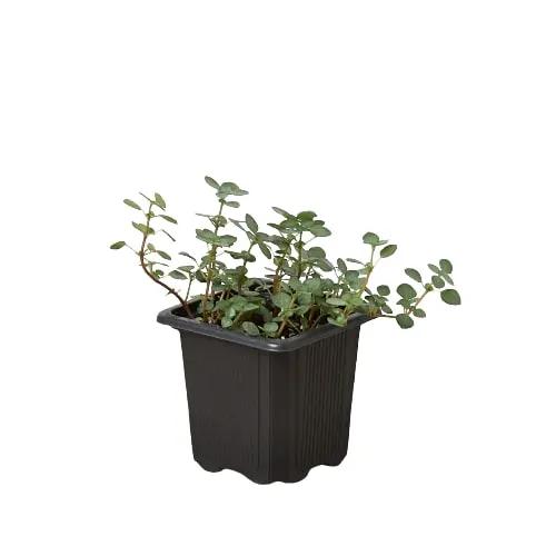 Nettle Silver Sparkle Variegatum plant in a black plastic pot, potted houseplant on Tampa Home & Garden Store