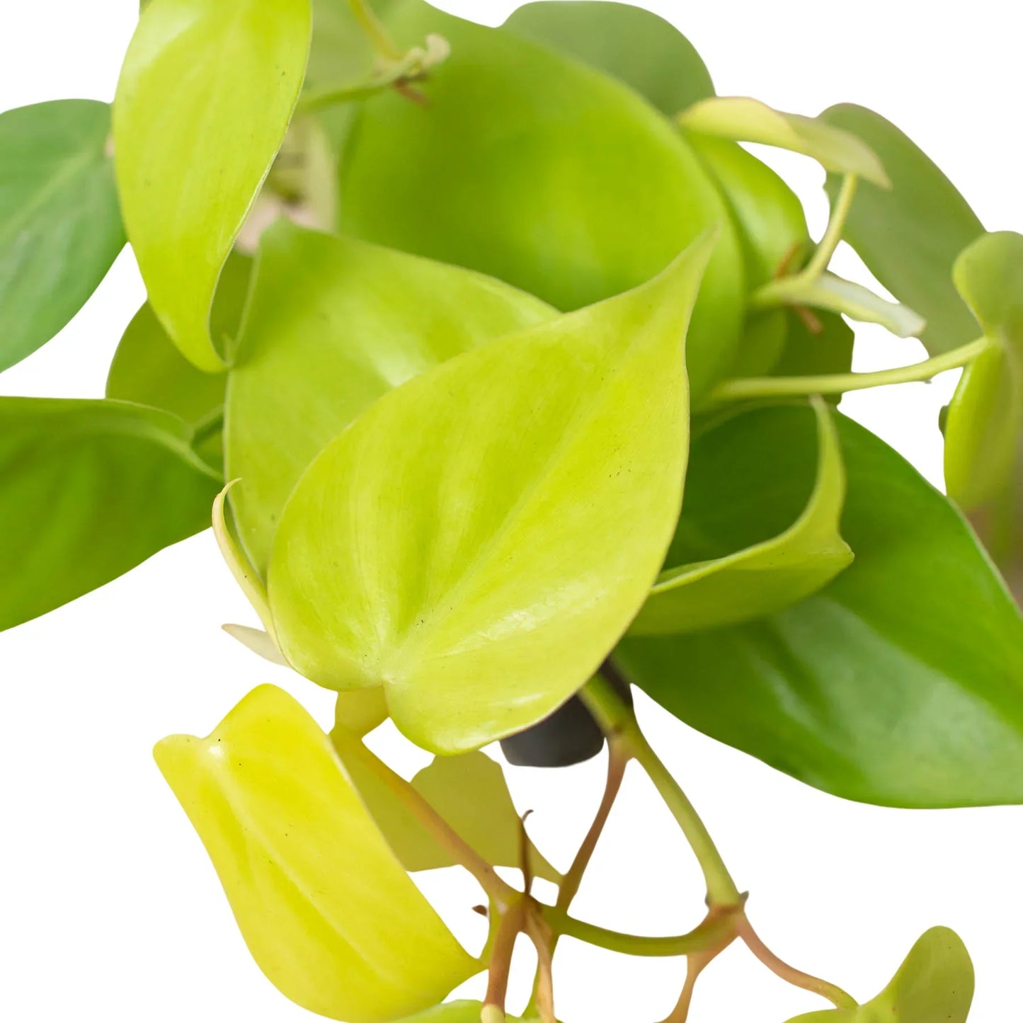 Philodendron Neon 4in plant with trailing lime-green leaves by Rooted Treasures Farms on Tampa Home & Garden Store