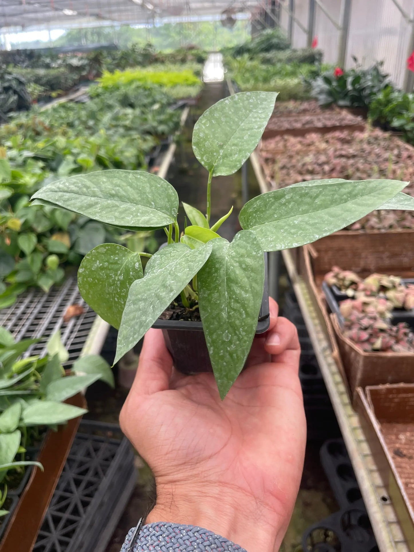 Pothos 'Cebu Blue' - Tampa Home & Garden Store