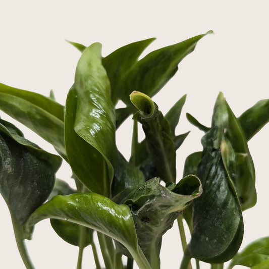 Pothos Shangri La Mutated Variegated Plant with glossy green leaves, potted houseplant on Tampa Home & Garden Store