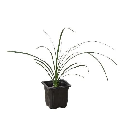 Palm Ponytail - Tampa Home & Garden Store