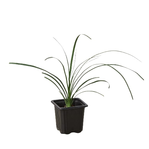 Palm Ponytail indoor plant in black plastic pot with green leaves Rooted Treasures Farms on Tampa Home & Garden Store