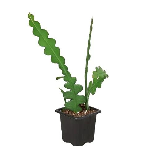 Epiphyllum 'Ric Rac' Cactus - Tampa Home & Garden Store