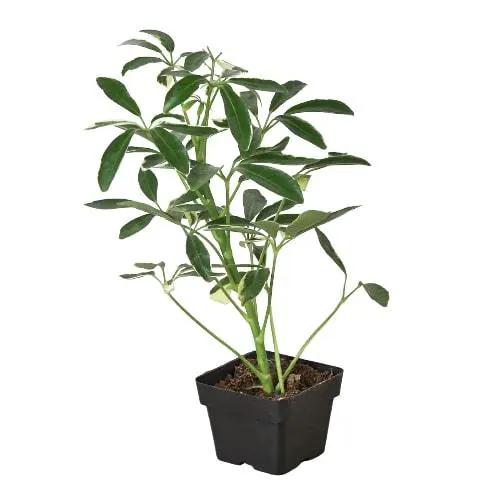 Schefflera Moonlight 'Umbrella Plant' - Tampa Home & Garden Store
