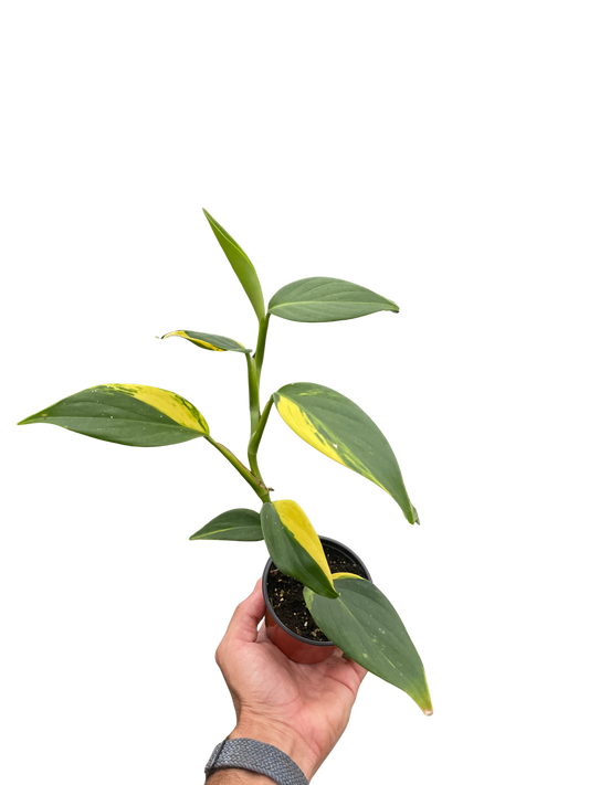Scindapsus coriaceus climbing vine plant in pot with variegated green and yellow leaves on Tampa Home & Garden Store