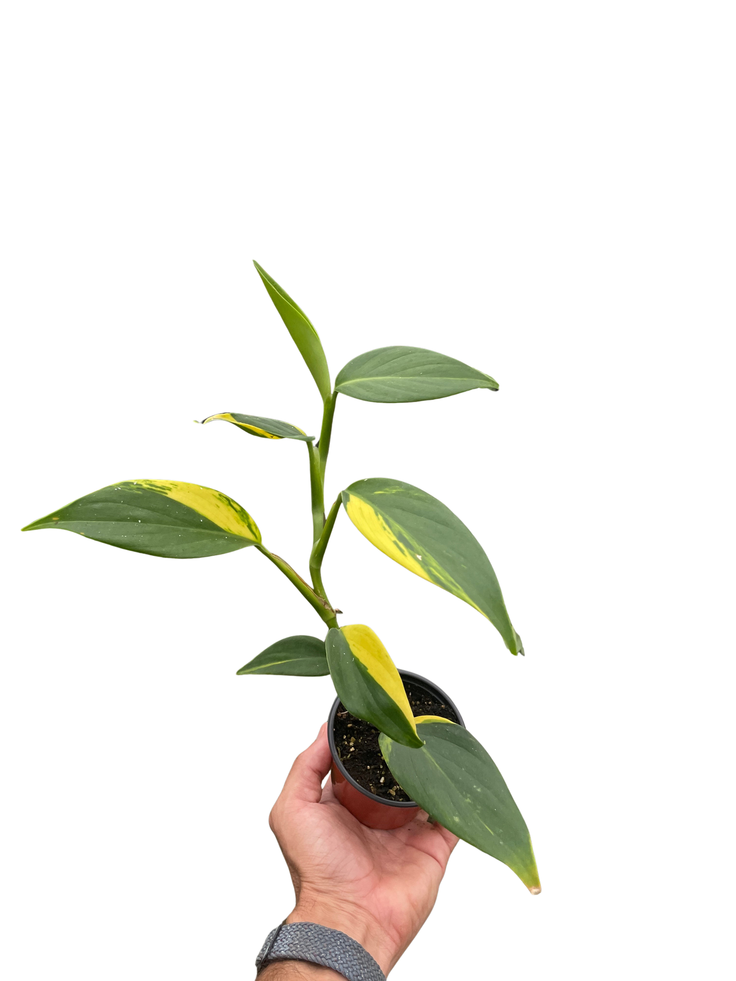 Scindapsus coriaceus climbing vine plant in pot with variegated green and yellow leaves on Tampa Home & Garden Store