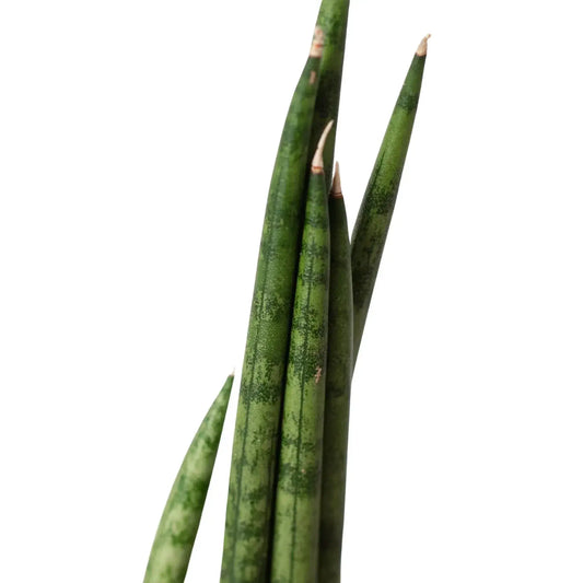 Snake Plant Cylindrica 4in plant tall green striped stems on Tampa Home & Garden Store