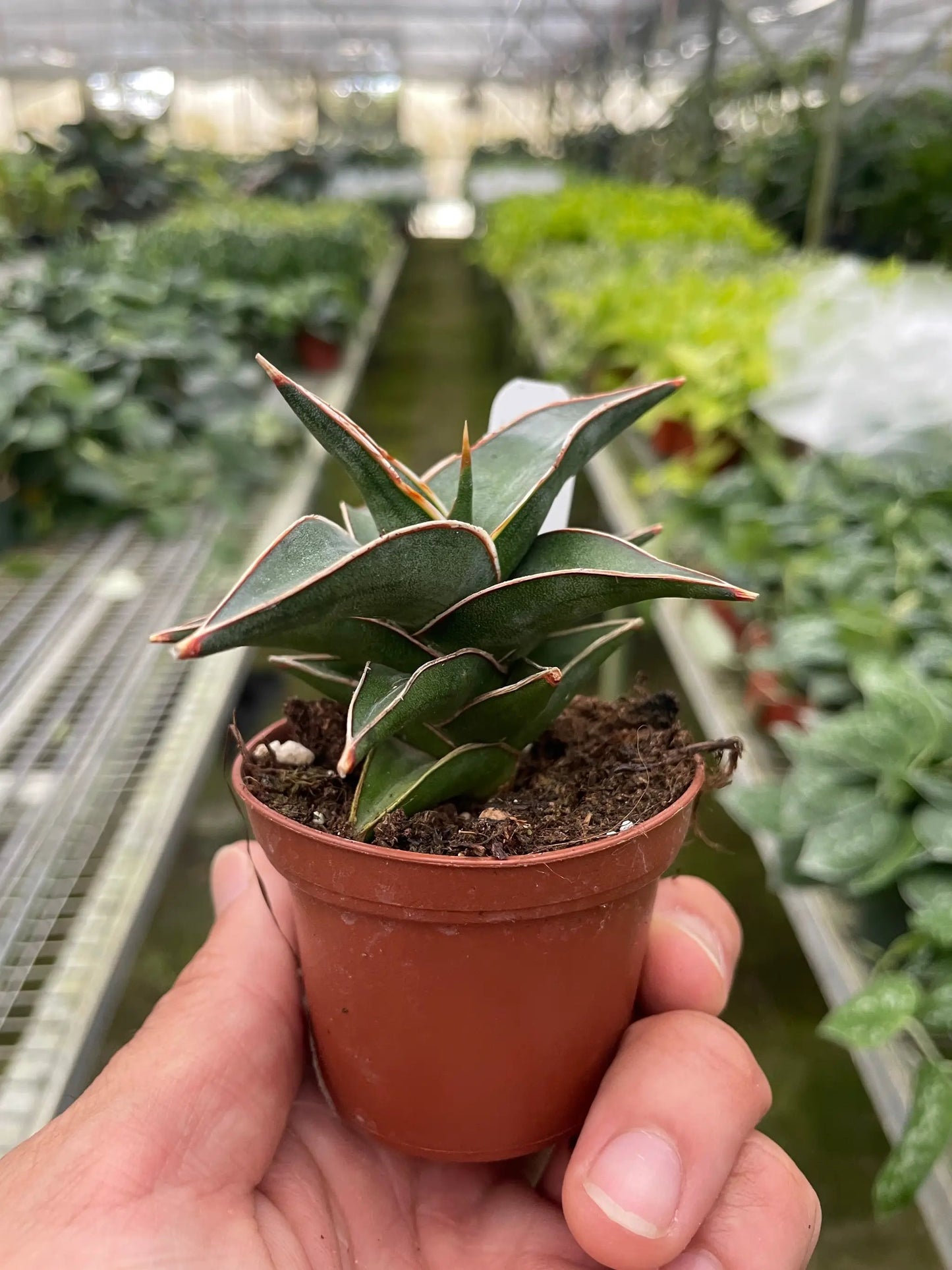 Lavranos Snake Plant Miniature Sansevieria in a small pot; dark green leaves with copper edges on Tampa Home & Garden Store