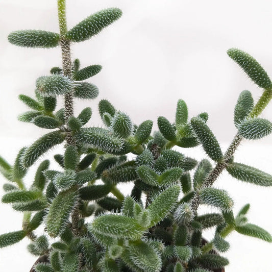 Delosperma echinatum pickle plant succulent with green fuzzy cylindrical stems in a pot on Tampa Home & Garden Store