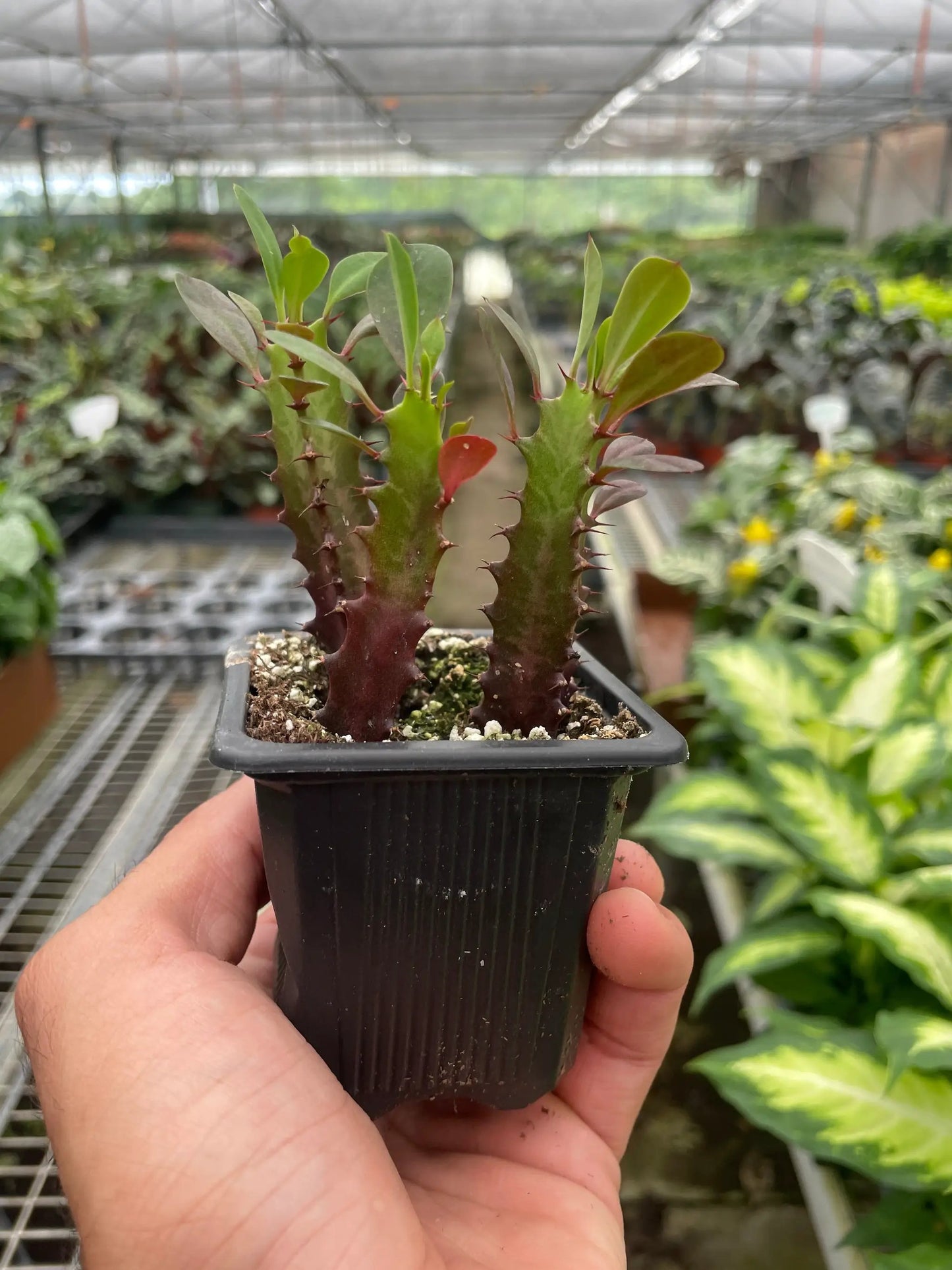 Succulent Euphorbia 'Trigona Rubra' - Tampa Home & Garden Store