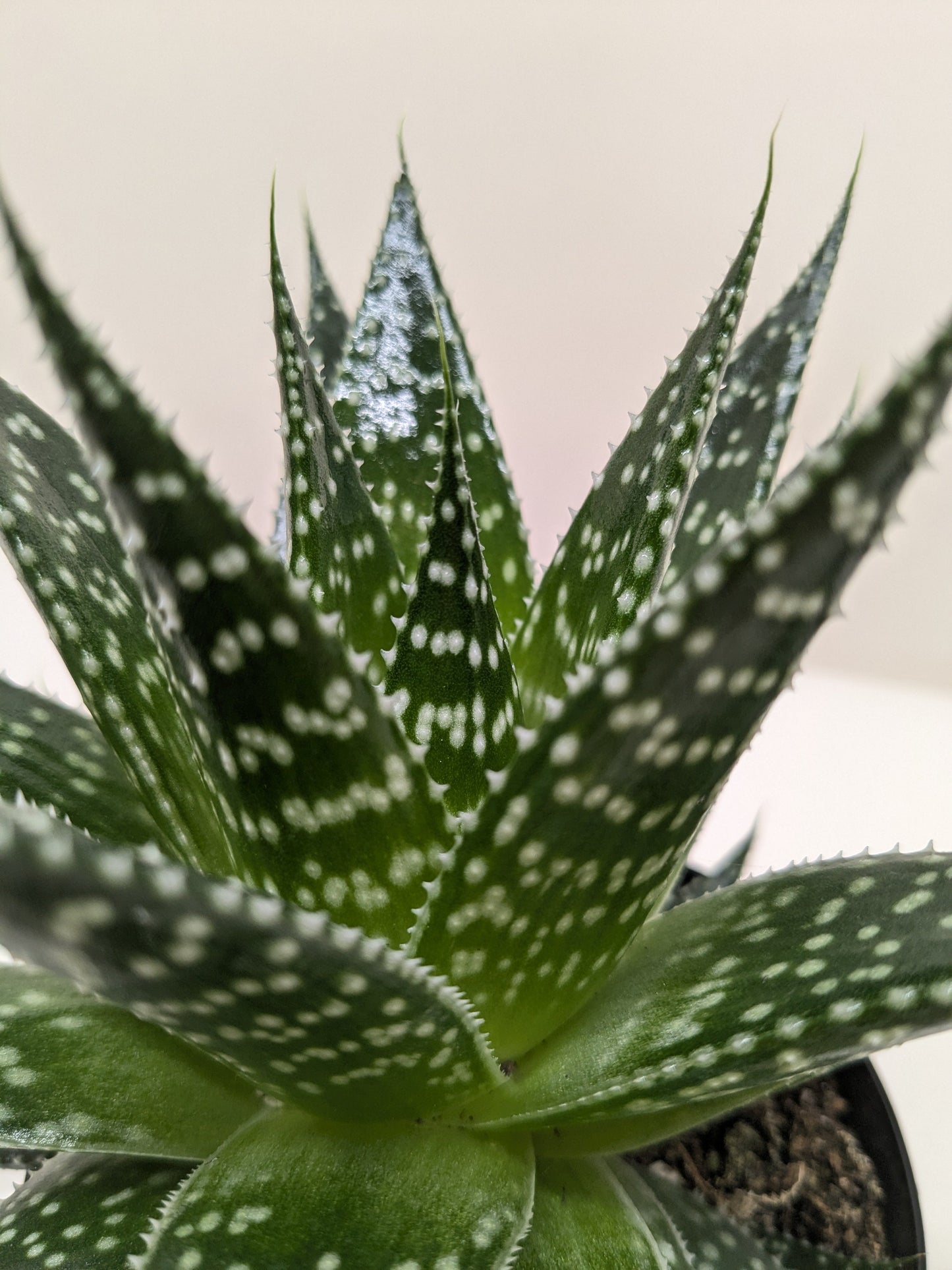 Succulente Gasteria Durban