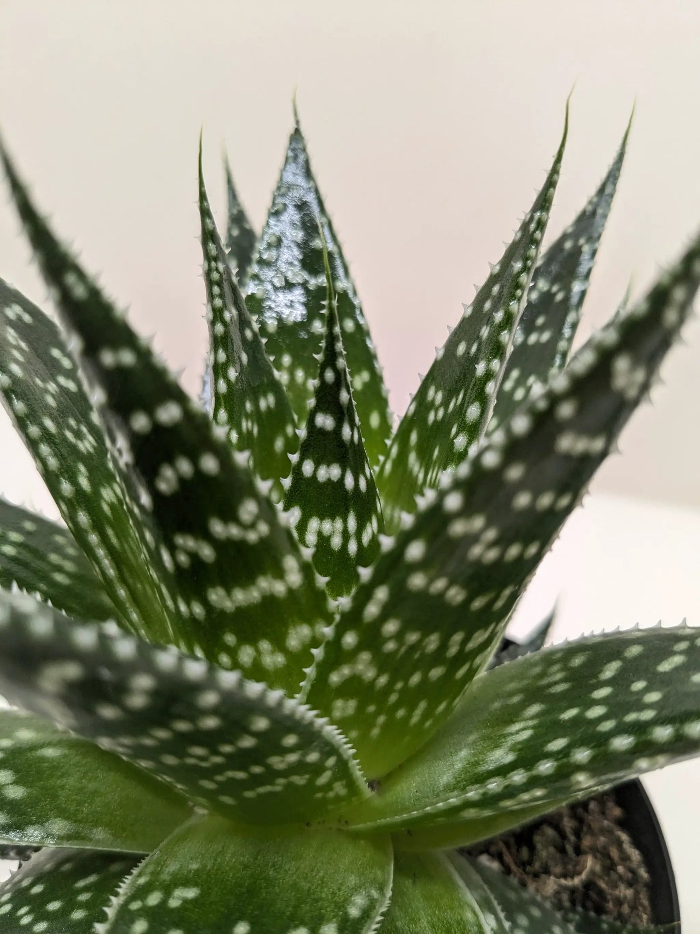Suculenta Gasteria Durban