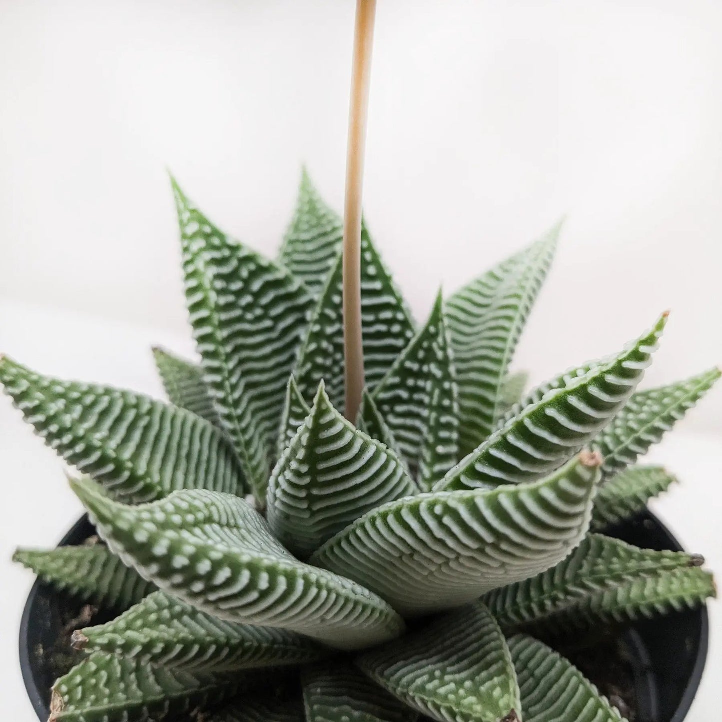Succulent Haworthia Miami - Tampa Home & Garden Store