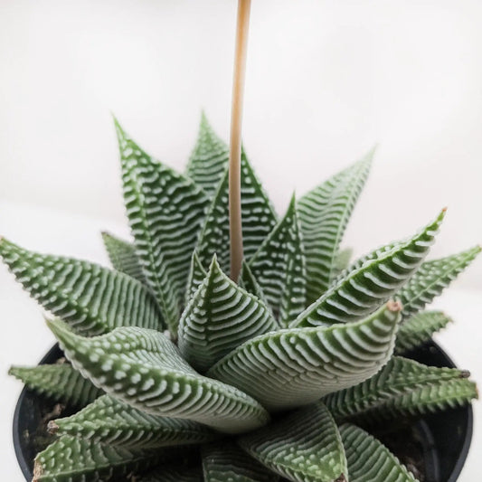 Compact Haworthia Miami succulent with zebra-striped leaves in a black pot on Tampa Home & Garden Store